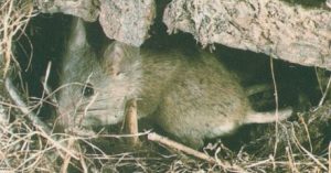 raton domestico en madriguera