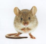raton domestico
