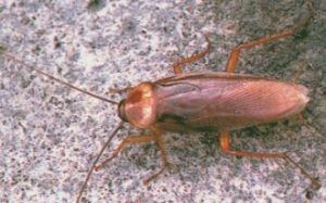 Cucaracha Agiomericana buscando refu