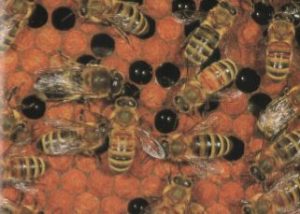 abejas en panal