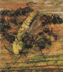 hormigas alimentandose