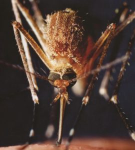mosquito comun picando