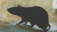 rata gris alcantarilla