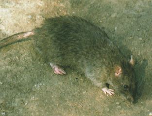 rata gris comiendo